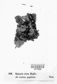 Cytospora nivea image